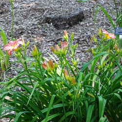 Preppy Pink Daylily, in bloom