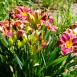 Daylily, in bloom