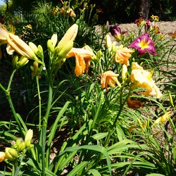 Virginia B. Hanson Daylily, in bloom