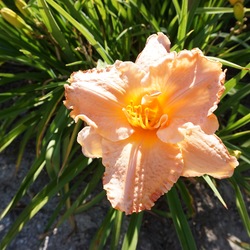 Flower of Elizabeth Salter Daylily