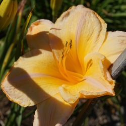Flower of Sacred Shield Daylily