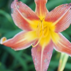 Flower of King George Daylily