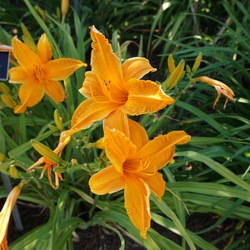  Burning Daylight Daylily, in bloom