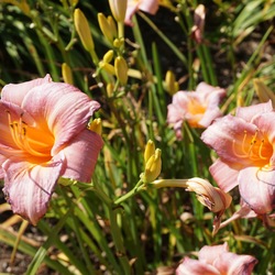Coming Your Way Daylily, in bloom