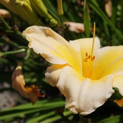 Flower of Clarence Simon Daylily