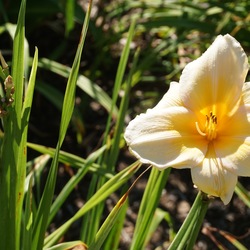 Clarence Simon Daylily, in bloom