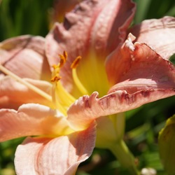 Flower of Rose Emily Daylily