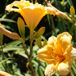 Golden Scroll Daylily, in bloom