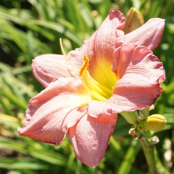 Flower of Woodside Romance Daylily