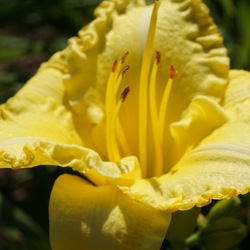 Flower of Isle of Capri Daylily