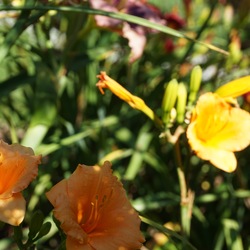  Countless Carrots Daylily, in bloom