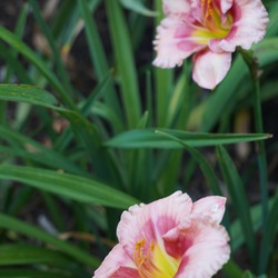 Flamingo Fantasy Daylily, in bloom