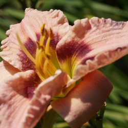 Flower of Siloam Merle Kent Daylily