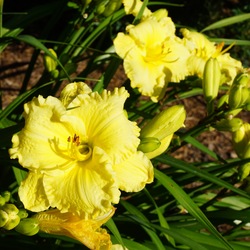 Emperor's Choice Daylily, in bloom
