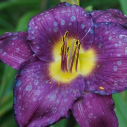 Flower of Imprimatur Daylily