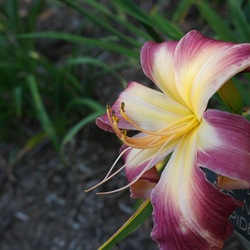 Flower of Lake Norman Spider Daylily