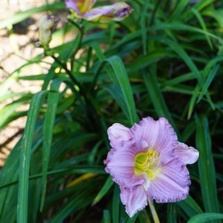 Pastures of Pleasure Daylily, in bloom