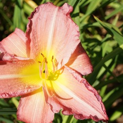 Becky Lynn Daylily, in bloom