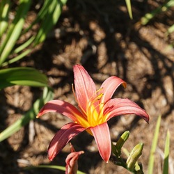  Flower of Blessing Daylily