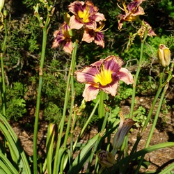 Rock Solidy Daylily, in bloom