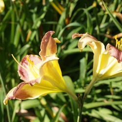 Flowers of Tantra Boogie Daylily