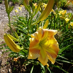 Flowers of Gwendolyn Lee Walker Daylily