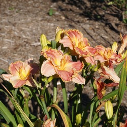 Virtuosity Daylily, in bloom