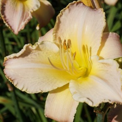 Flower of Orchid Tinsel Daylily
