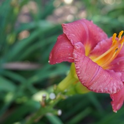 Flower of Burning Hot Spot Daylily