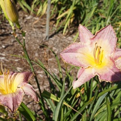 Flowers of Spiritual Corridor Daylily