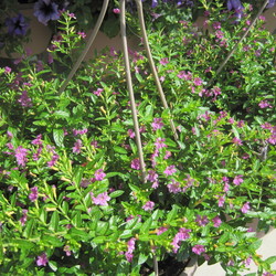 Mexican Heather