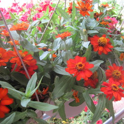 Zinnia basket