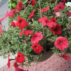 Petunia