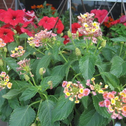 Lantana camara Bandana Peach 