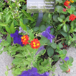 Storm Blue Petunia, Little Lucky Red Lantana