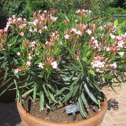 Oleander Dwarf Pink Ice
