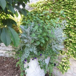Colchester White Dusty Miller, Sirocco Pheasant's Tail Grass, Kabloom Deep Blue Calibrachoa