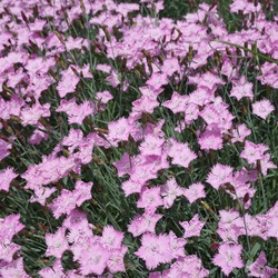 Bath's Pink Cheddar Pink, in bloom