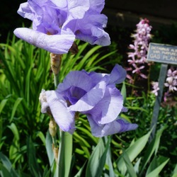 Humoresque Type Tall Bearded Iris, in bloom