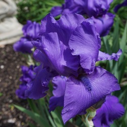 Flowers of Royal Touch Tall Bearded Iris