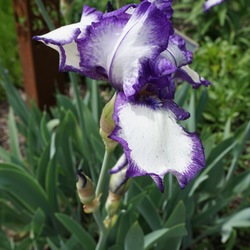 Stepping Out Tall Bearded Iris, in bloom