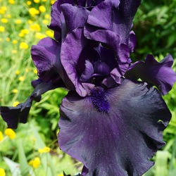 Flower of Hello Darkness Tall Bearded Iris