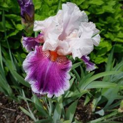 Flower of Ringo Tall Bearded Iris