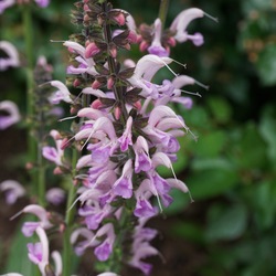 Flowers of Rose Rhapsody Hybrid Sage