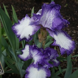 Flowers of Before the Storm Tall Bearded Iris