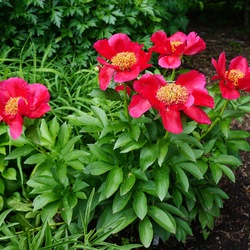 Burma Ruby Single Peony, in bloom