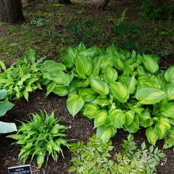 Corkscrew Plantain Lily, Island Charm Hosta