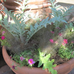 Imperial Star Globe Artichoke,
Bronze Fennel,
Happy Hour Pink Passion Moss Rose