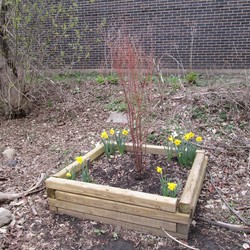 Juvenile River Birch in early spring with Daffodils