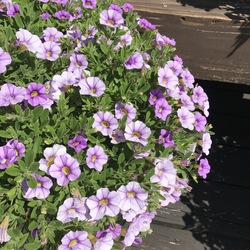Aloha Sky Blue Calibrachoa, in bloom